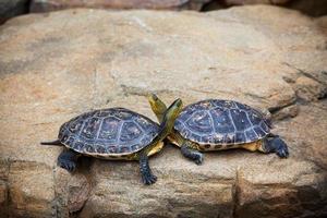casal de tartarugas em uma pedra foto