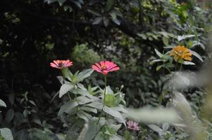 flores desabrochando no jardim foto