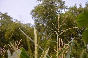 sementes de flores de planta de milho na plantação foto