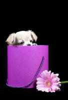 cachorro chihuahua cachorro pequeno olha para fora de uma caixa rosa, um presente para um feliz dia dos namorados foto