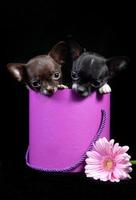 chihuahua dois cachorrinhos espreitam de uma caixa rosa, um presente de aniversário foto