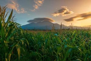 bela vista matinal da Indonésia. vista panorâmica do campo de milho e montanha foto