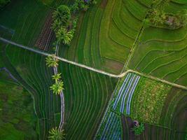 vista aérea da ásia na área de campo de arroz indonésio com terraços de arroz verde foto