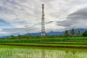 cenário asiático na indonésia belo arroz verde foto