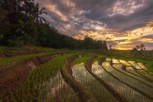 bela vista matinal da Indonésia. terraços de arroz em um belo pôr do sol