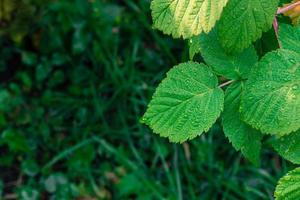 folhas de framboesa verde suculenta em gotas de orvalho foto