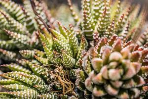 lindas folhas gigantes de agave verde vermelho com espinhos, fundos de asparagaceae e texturas. planta exótica foto