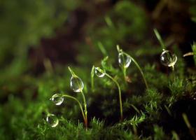 pequenas gotas de orvalho na grama verde. macrofotografia de musgo foto