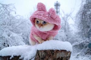 gatinho fofo raça tailandesa em roupas de inverno rosa fica frio lá fora na rua de neve foto