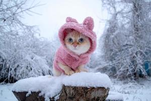 gatinho fofo raça tailandesa em roupas de inverno rosa fica frio lá fora na rua de neve foto