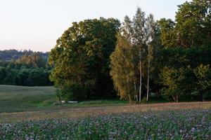 paisagens de verão letãs foto