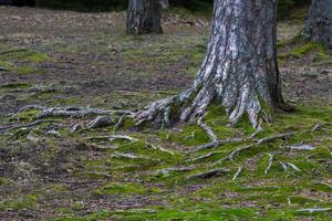 raízes de árvores na floresta foto