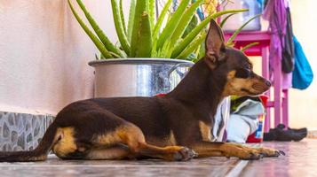 retrato de cachorro terrier de brinquedo russo enquanto México cansado e sonolento. foto