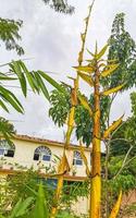 árvores de bambu verdes e amarelas natureza tropical em puerto escondido méxico. foto