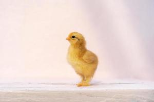 close-up bebê de corpo inteiro isolado rhode island red está de pé na mesa de cor pastel rosa e parede na luz solar ao ar livre. foto