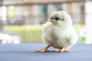 filhote de australorp bebê branco fica em pano branco, cubra a mesa com bokeh e borre o jardim em um campo ao ar livre foto