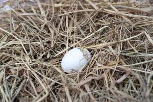 o filhote de leghorn recém-nascido foi chocado de um ovo no ninho. foto