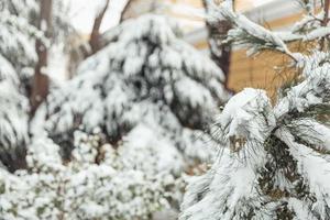 árvores na neve, paisagens de inverno foto