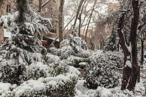 árvores na neve, paisagens de inverno foto