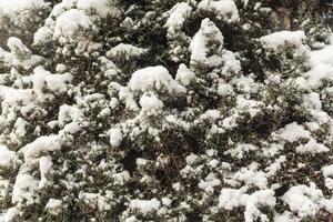 árvores na neve, paisagens de inverno foto