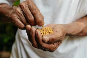 mão segurando na semente, semeadura, mudas, agricultura. semente de arroz foto