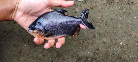 seleção de sementes de peixes parastromateus niger ou bramidae em tanques de piscicultura. pomfret é frequentemente usado como consumo para pessoas na Ásia, por exemplo, para o povo da Indonésia. foto