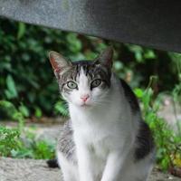 lindo gato de rua olhando para a câmera, retrato de gato foto