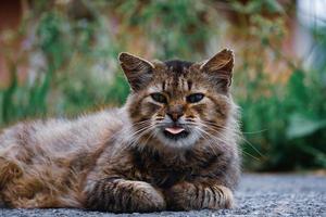 lindo gato de rua olhando para a câmera, retrato de gato foto