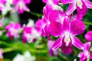 flores de orquídeas frescas roxas no jardim foto