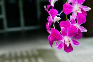 flores de orquídeas frescas roxas no jardim foto