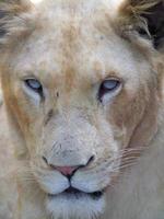 retrato de close-up de uma leoa branca foto