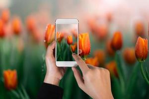 mão segurando o celular e tire uma foto flor de tulipa holandesa em uma temporada de primavera de laranjal. tulipas com folhas verdes frescas em desfocar o fundo verde com espaço de cópia. foto por foco selecionado.