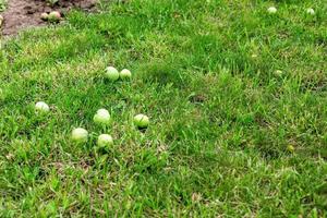 maçãs verdes na grama sob a macieira. fundo de outono maçã fresca caída na grama foto