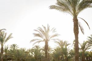 belo pôr do sol tropical com palmeiras na praia. efeito vintage foto
