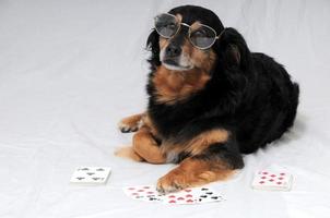 cachorro jogando cartas foto