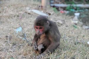 macaco acorrentado triste foto