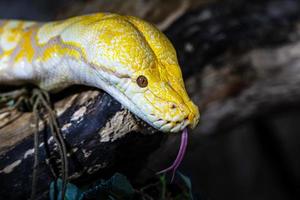 cobra python burmese. répteis e répteis. anfíbios e anfíbios. fauna tropical. vida selvagem e zoologia. foto