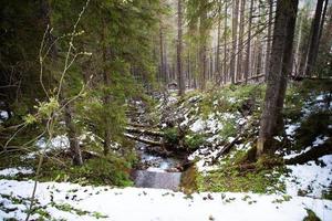 a caminho do olho do mar na polônia. a estrada para a floresta. altos tatras. foto