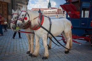 carruagens de cavalos em dresden, alemão foto