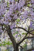 livro pendurado na árvore com flores azuis frança, paris foto