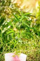 folhas de maconha - árvore de planta de cannabis crescendo em vaso sobre fundo verde natural, folha de cânhamo para extrair cuidados médicos naturais foto