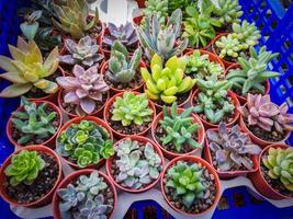 planta suculenta e cacto em vaso vários tipos mistura de conjunto de coleção cacto decorar no jardim foto