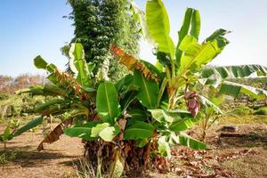 bananeira no verão, flor de bananeira crua - banana verde no jardim foto