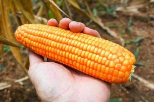 milho maduro à mão colheita do agricultor no campo de milho produto da agricultura ásia foto
