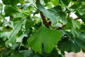 folhas verdes de ginkgo biloba em uma árvore. foto