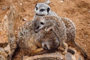 suricate ou meerkat suricata suricatta fotos de família da criatura fofa