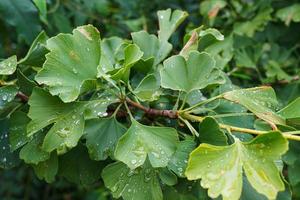 folhas de árvore de ginkgo biloba com gotas de água. foto