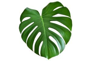 folha de monstera verde brilhante isolada no fundo branco foto