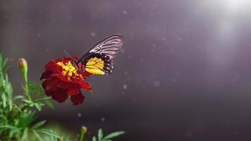 grande borboleta em uma flor de calêndula. fundo colorido de outono. lugar para adicionar texto. tagetes foto