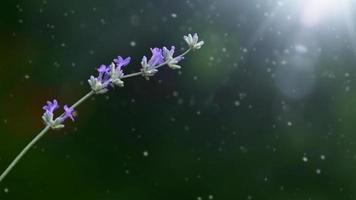 raminho de lavanda sobre um fundo verde escuro com um raio de sol. lugar para adicionar texto. erva aromática. spa foto